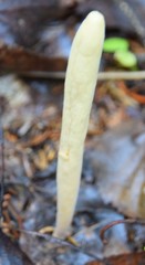 Clavariadelphus ligula