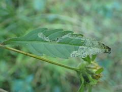 Liriomyza carphephori