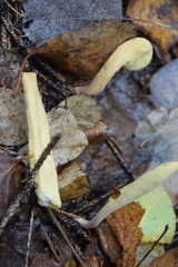 Clavariadelphus ligula