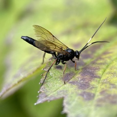 Diphyus salicatorius
