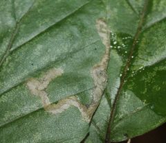 Stigmella hemargyrella