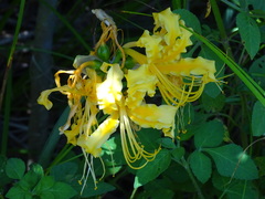 Lycoris aurea