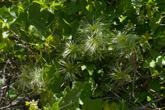 Clematis