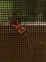 Leptoglossus occidentalis