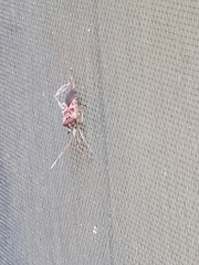 Leptoglossus occidentalis