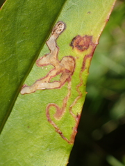 Phytomyza penstemonis