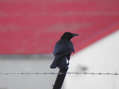 Corvus corone