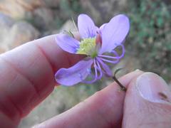 Cleome oxyphylla oxyphylla