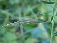 Ophiomyia euthamiae