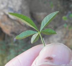 Cleome oxyphylla oxyphylla