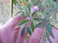 Cleome oxyphylla oxyphylla