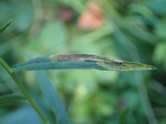 Ophiomyia euthamiae