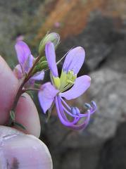Cleome oxyphylla oxyphylla