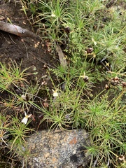 Stylidium xanthellum