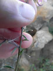 Cleome oxyphylla oxyphylla
