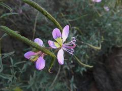 Cleome oxyphylla oxyphylla