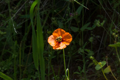 Papaver heterophyllum