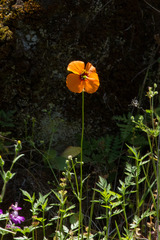 Papaver heterophyllum
