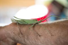 Tropidoderus rhodomus