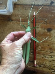 Tropidoderus rhodomus