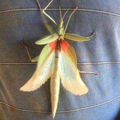 Tropidoderus rhodomus