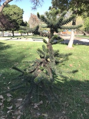 Araucaria araucana