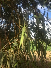 Tropidoderus rhodomus