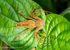 Hamadruas hieroglyphica