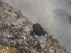 Acanthurus tennentii