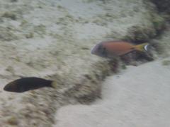 Acanthurus tennentii