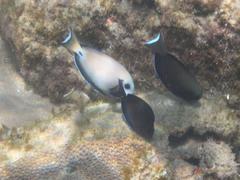Acanthurus tennentii