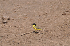 Motacilla flava feldegg