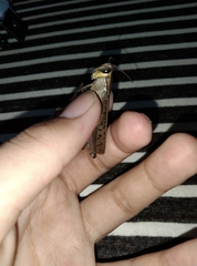 Choroedocus violaceipes