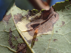 Phyllonorycter apparella