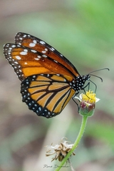Danaus gilippus cleothera