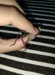 Choroedocus violaceipes