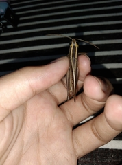 Choroedocus violaceipes