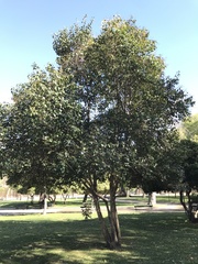 Ligustrum lucidum