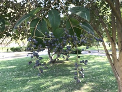 Ligustrum lucidum