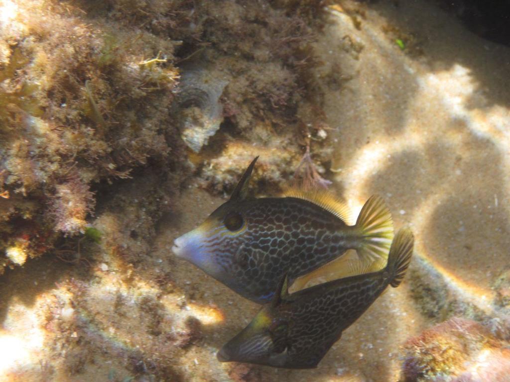 Honeycomb Filefish