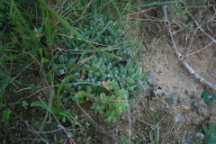 Trichodiadema strumosum