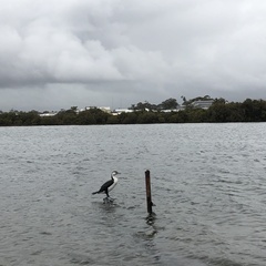 Phalacrocorax varius