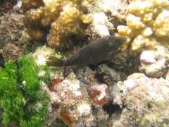 Cantherhines pardalis