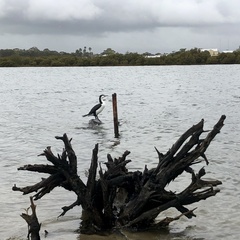 Phalacrocorax varius