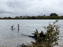 Phalacrocorax varius