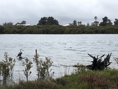 Phalacrocorax varius