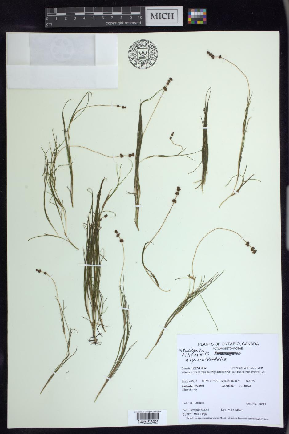 Stuckenia filiformis ssp. occidentalis