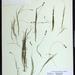 Stuckenia filiformis occidentalis - Photo (c) Michael John Oldham,  זכויות יוצרים חלקיות (CC BY-NC), הועלה על ידי Michael John Oldham