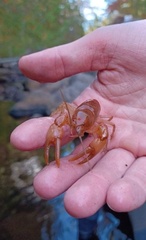 Cambarus bartonii bartonii