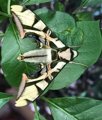 Batocnema coquerelii